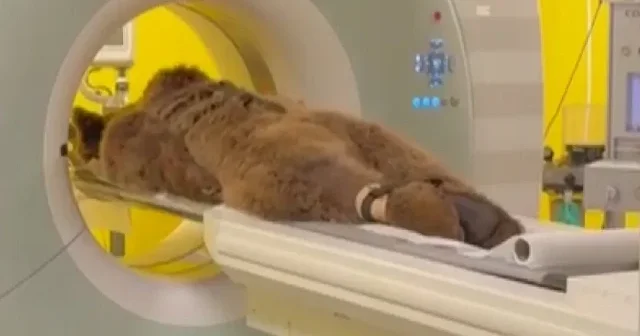 Aşırı meyve yedikten sonra rahatsızlanan 200 kiloluk ayı hastanede tomografi çekildi VİDEO İZLE