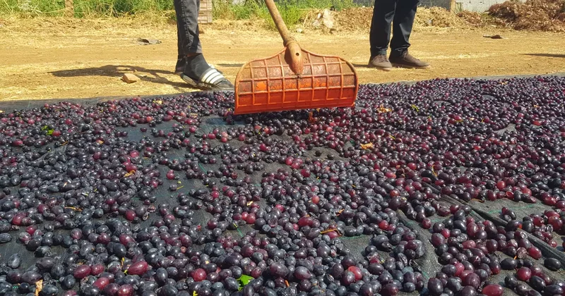 Gaziantep in tescilli üzümleri kurutularak kışa hazırlanıyor