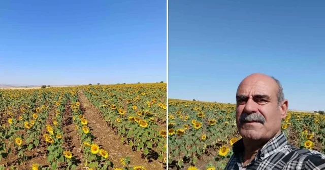 Çemişgezekli çiftçi ilçede ilk kez yağlık ayçiçeği üretimi yaptı Aktüel Haberleri
