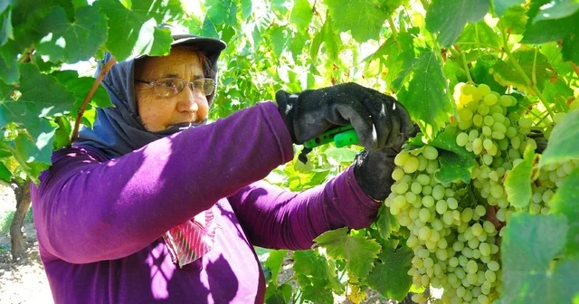 Manisa Ovası nda Sultaniye üzümünün hasadı sürüyor Manisa Haberleri