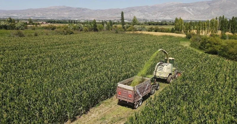 Çiftçilerin gözdesi ürün hasat edildi: Kışın hayvan yemi olarak kullanılıyor, eken kazanıyor Sözcü Gazetesi