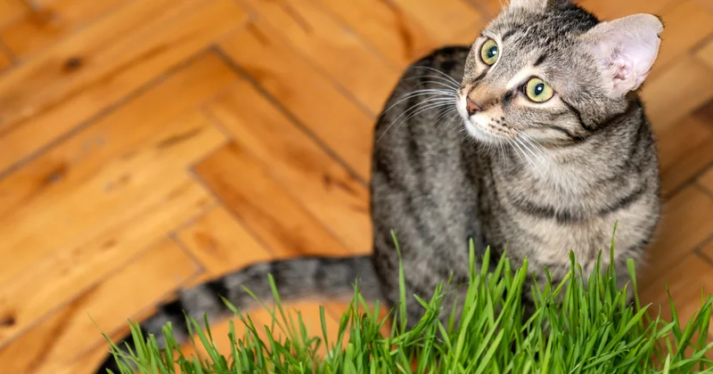 Evinde kedi olan bu çiçekleri hemen atsın: Yavaş yavaş zehirliyor Sözcü Gazetesi