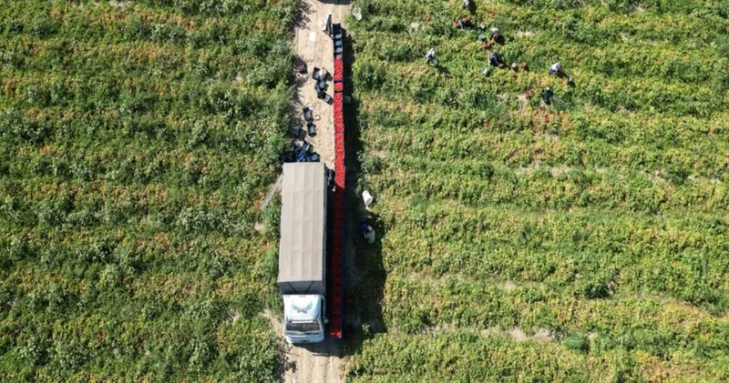 Kilosu 7 8 liradan satılıyor! Kayseri den Suriye’ye ihraç ediliyor