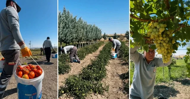 Eko Çiftlik te sebze meyve hasadı Aktüel Haberleri