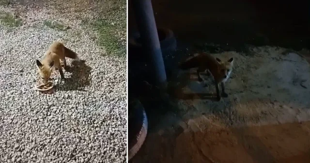 Alabalık tesisinin sadık misafiri: Rıfkı her akşam balık yemeye geliyor Bayburt Haberleri