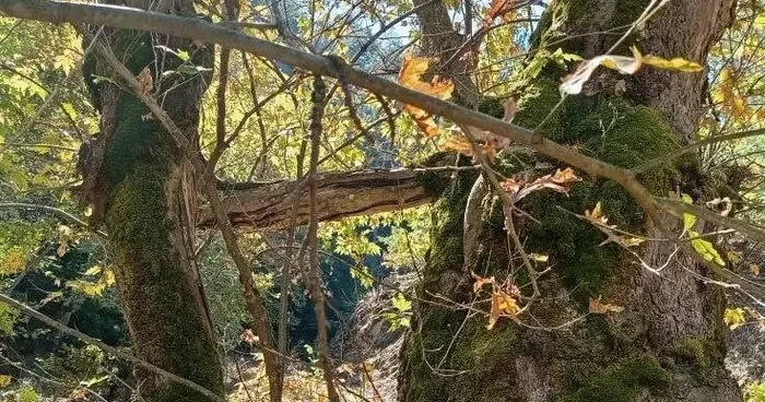 Manisa da İki Çınarın Büyüleyici Bağlantısı