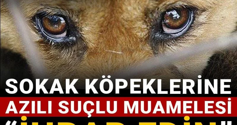 Sokak köpeklerine azılı suçlu muamelesi: İhbar edin