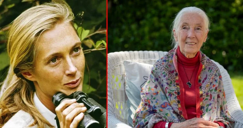 Bir doğa kahramanı: Jane Goodall 91 yaşında hayatını kaybetti
