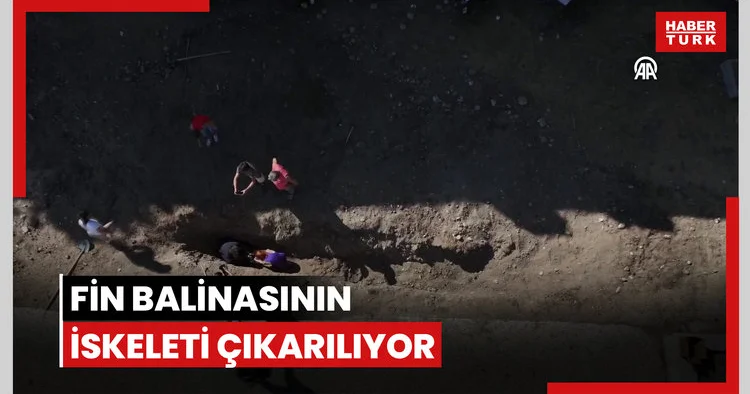 4 yıl önce toprağa gömülen Fin balinasının iskeleti çıkarılıyor