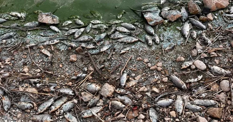 Botan Çayı na ölüm yağdı! Kıyılar ölü balıklarla doldu taştı