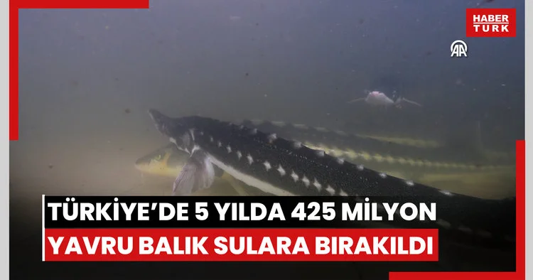 Türkiye’de balıklandırma faaliyetleriyle 5 yılda 425 milyon yavru balık sulara bırakıldı