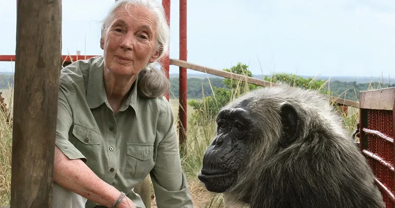 İngiliz primatolog Jane Goodall 91 yaşında hayatını kaybetti