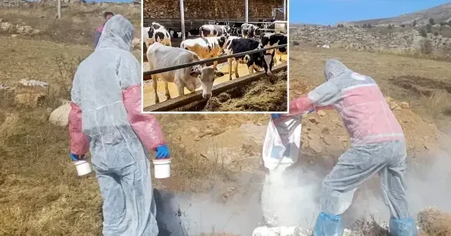 Gümüşhane’de şarbon alarmı: 6 köye giriş çıkış yasaklandı Gümüşhane Haberleri