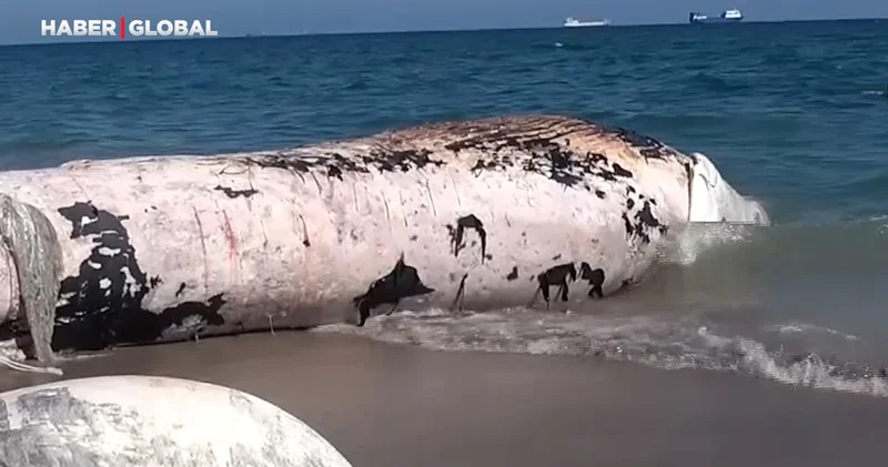 Mersin de ortaya çıkarıldı: Tam 16 metre!