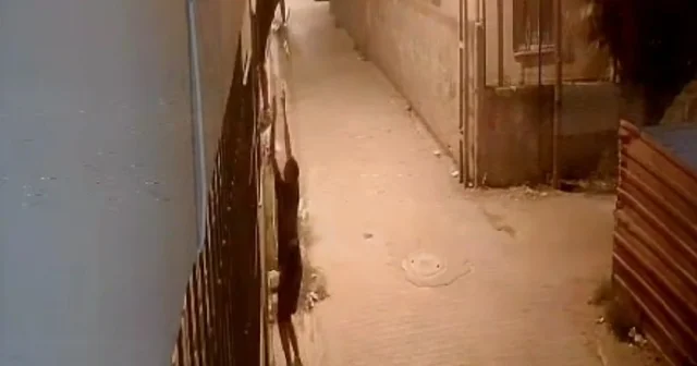 Korkuluklardan tırmanıp, penceredeki kediyi çaldılar Adana Haberleri