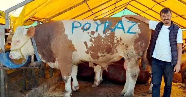 İstanbul haberleri Pazarın gözdesi Poyraz ilk günden satıldı 03 Haziran 2025