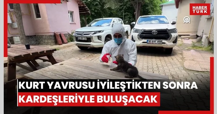 Öksüz kalan kurt yavrusu iyileştikten sonra kardeşleriyle buluşacak