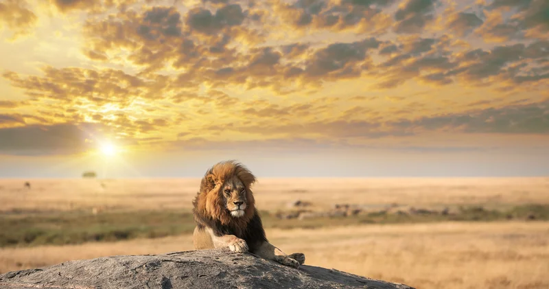 Alman iş insanı safaride aslan saldırısında öldü! Dış Haberler