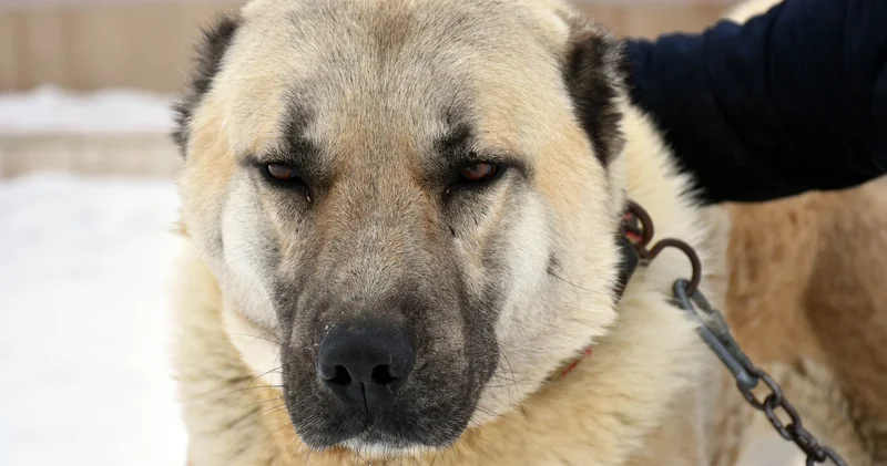 İtalya da kangal köpekleri sürüye saldıran kurdu saniyeler içinde öldürdü!