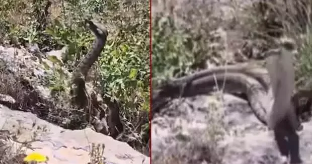 Elazığ haberleri Yer: Elazığ! Kamerayla görüntülediği yılanların saldırısına uğradı 03 Haziran 2025