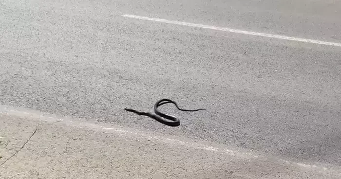Karayılan yoğun trafiğin arasında telef oldu