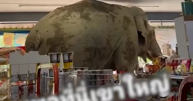 Tayland’da şaşkınlık yaratan görüntüler: Marketi basan fil atıştırmalıkları yiyip karnını doyurdu VİDEO İZLE