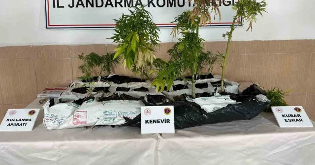 Kırşehir de uyuşturucu operasyonu: 40 kök kenevir ele geçirildi Kırşehir Haberleri