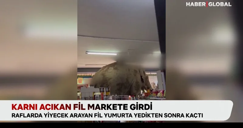 Karnı acıkan fil markete girdi