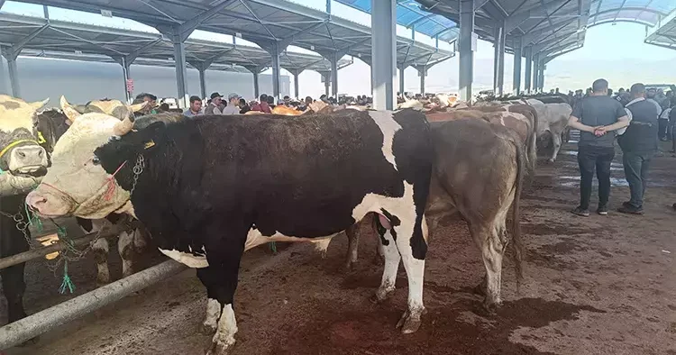 Kurbanlıklar çadırlara indi... İşte büyükbaş ve küçükbaş fiyatları