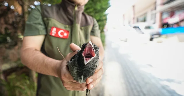 Alçaktan uçarak sesler çıkaran çok sayıda karga yaralı arkadaşlarının yerini gösterdi Bursa Haberleri
