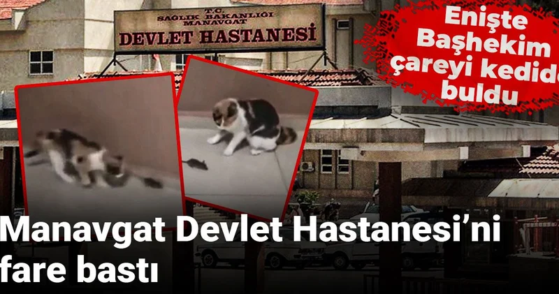 Manavgat Devlet Hastanesi ni fare bastı: Enişte Başhekim çareyi kedide buldu