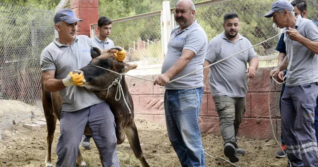 Kurban Bayramı na özel hayvan yakalama ekibi hazır Antalya Haberleri