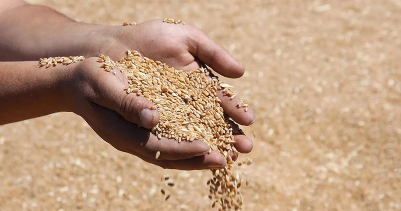 Buğday ve arpa fiyatları belli oldu mu? Alışveriş Haberleri