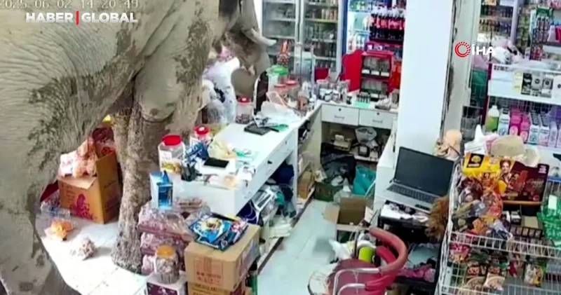 Acıkan fil Tayland da markete girdi atıştırmalıkları yedi, görevli onu sapanla böyle kovaladı