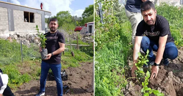 Ardahan da bir ilk: Çay kökleri toprakla buluştu Ardahan Haberleri