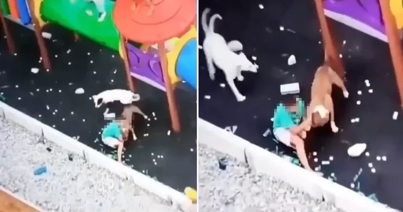 Sokak köpekleri parkta oynayan küçük çocuğa saldırdı