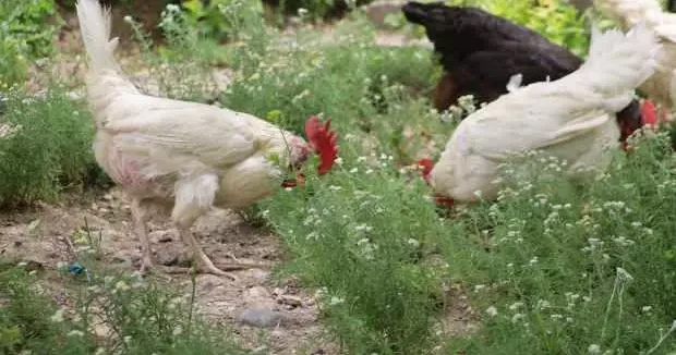 Sivas haberleri Ölümlü kabus devam ediyor: Bu tavuklar kene düşmanı 03 Haziran 2025