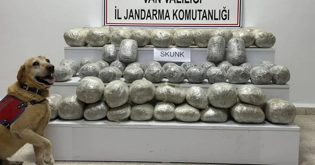 Van da 97 kilo skunk ele geçirildi Van Haberleri