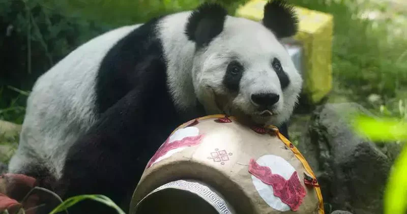 Meksika da dev panda Xin Xin in 35’inci doğum günü kutlandı