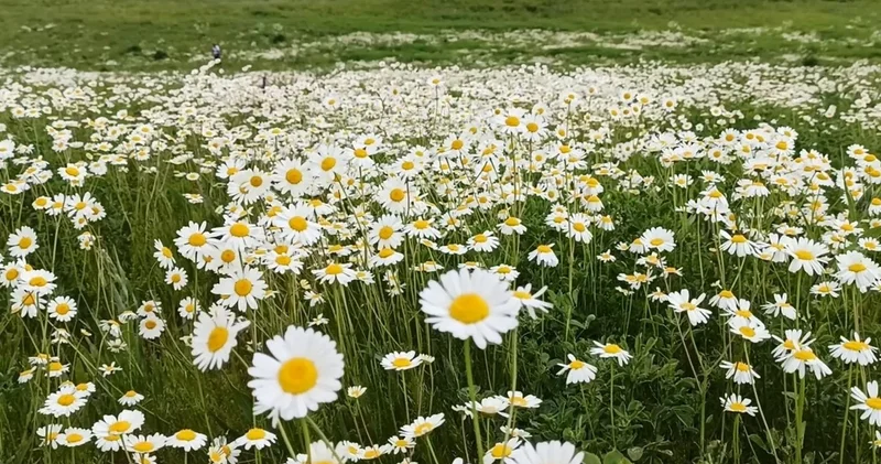 Süphan Dağı eteğinde papatya tarlası... Hayranlık uyandırıyor!