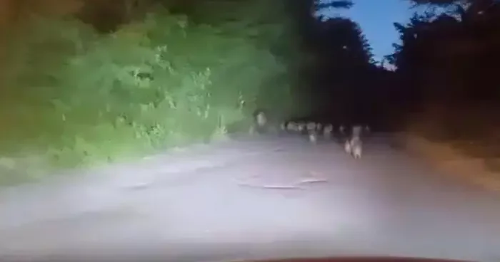 Zonguldak’ta 18 yavru domuz görüldü: O anlar sürücünün kamerasına yansıdı