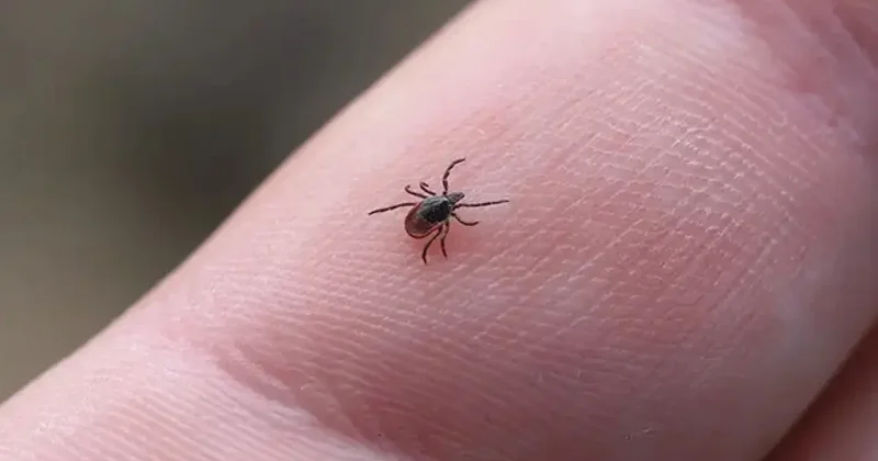 Kene vakaları giderek artıyor! Uzman isimden kritik uyarı: Bu giysilere dikkat!