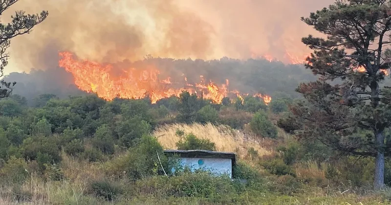 Artan sıcaklar ormanlar için hâlâ tehdit