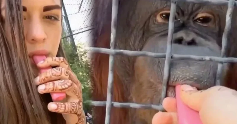 Orangutana elektronik sigara içirdi: Zavallı hayvan kendinden geçti Sözcü Gazetesi