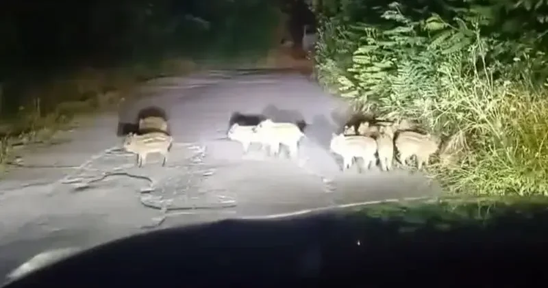 Zonguldak’ta 18 yavru domuz görüldü