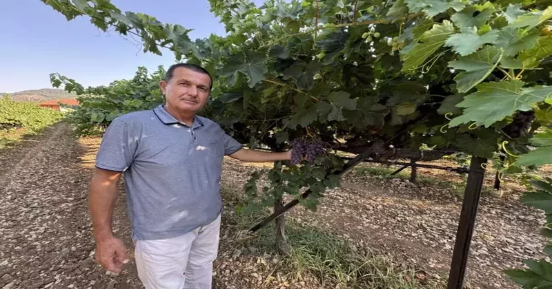 Üretici sevinçten havalara uçtu: Tek salkımı 1 kiloyu aşıyor