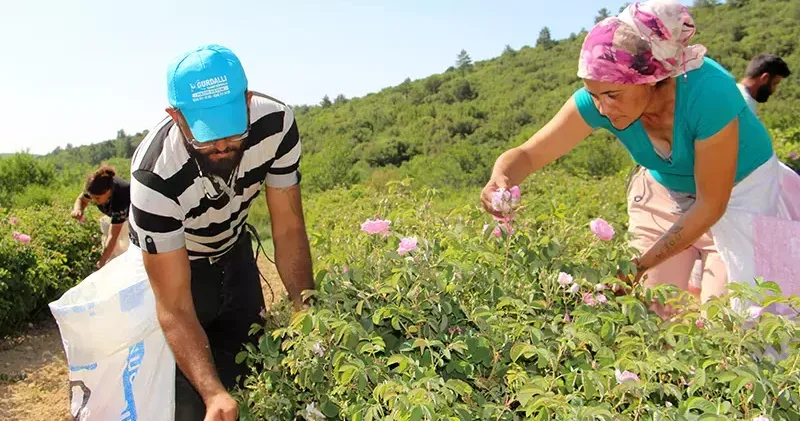 Zirai don gülü vurdu, rekolte yüzde 30 azaldı