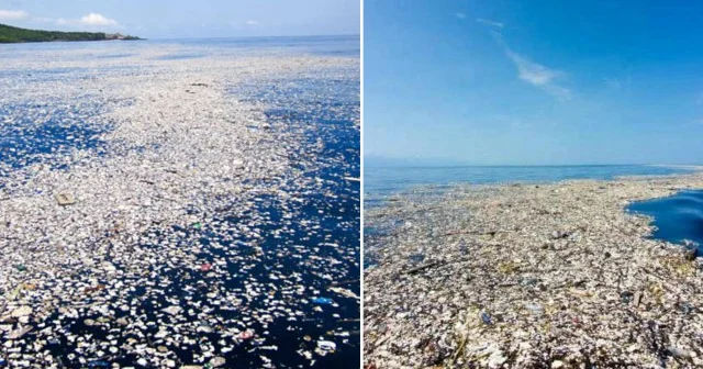 Pasifik teki plastik krizi: Deniz canlılarıyla birlikte insanlar da tehlikede Dünya Haberleri