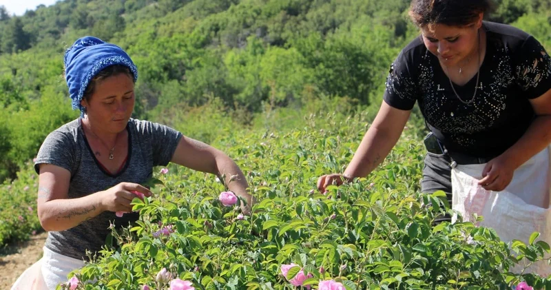 Isparta’nın gül bahçelerinde zirai don şoku: Rekolte yüzde 30 düştü