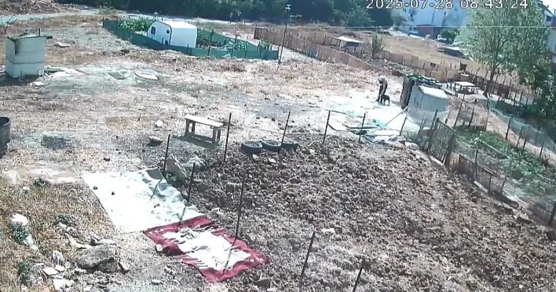 Esenyurt ta kan donduran iddia: Bir köpeği işkenceyle katledip bir köpeği yaraladı